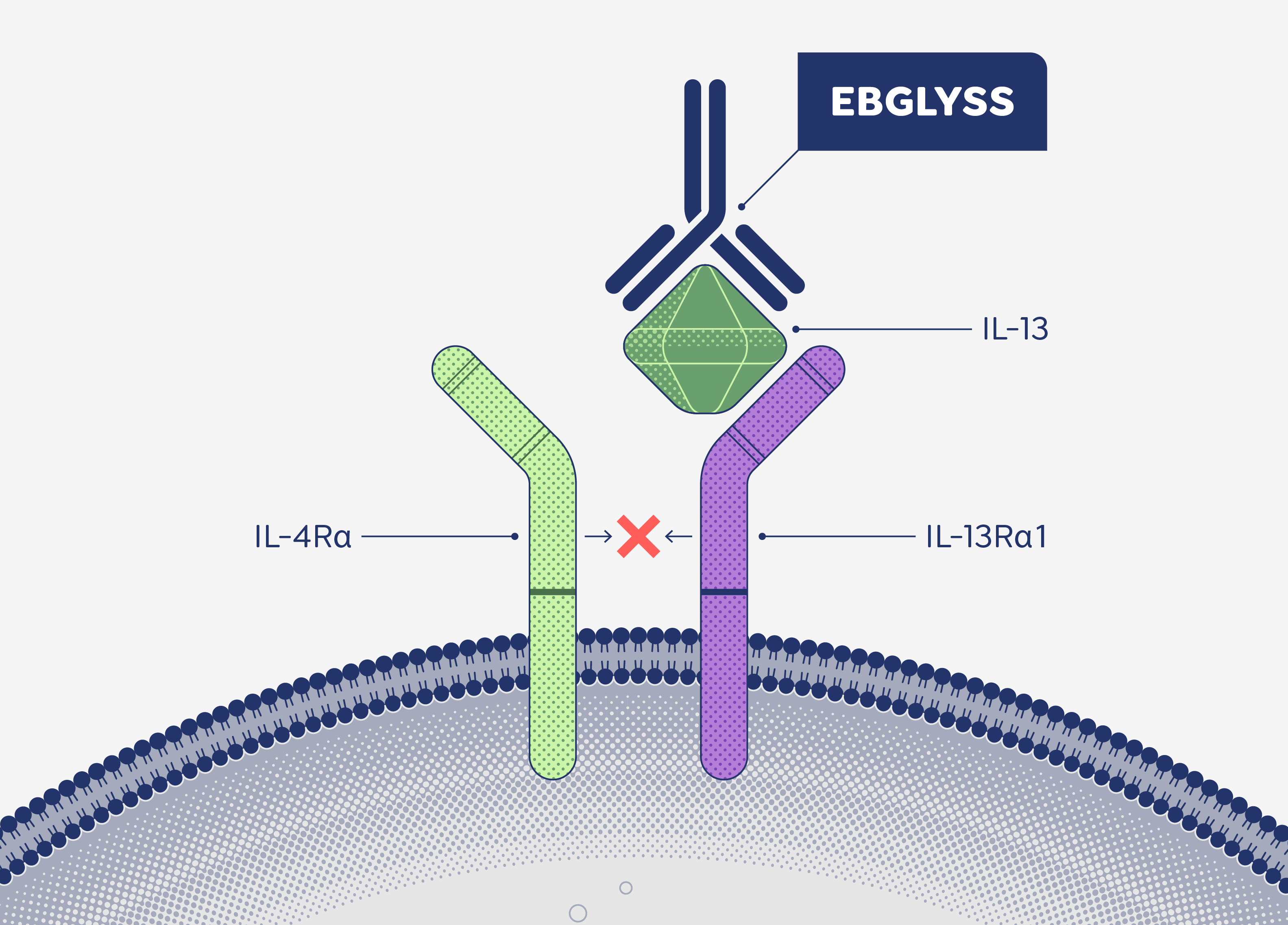 Illustration for the mechanism of action of EBGLYSS(TM) lebrikizumab-lbkz